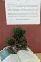 Ein aufgeschlagenes Buch aus dem symbolisch ein Baum wächst