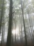 Die Sonne scheint in den nebligen Buchenwald