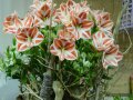 Orange Lilien mit weißen Streifen und Grün und Holzweige gebunden