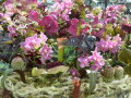 In einem Ring von Kakteen sind Orchideen arrangiert
