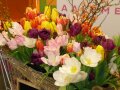 Ein Einkaufswagen voller bunter Tulpen