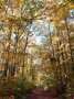 Herbstlicher Mischwald