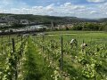 Studierenden arbeiten im Weinberg für den Projektwein