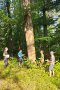 Absolventen im Wald zur Baumschadensdiagnose
