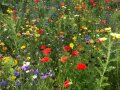 Blumenwiese mit Mohn, Kornblumen, Klee und weiteren blühenden Blumen