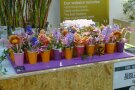 Recycling-Becher mit Blumen