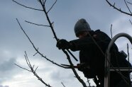 Fachgerechter Obstgehölzschnitt am Hochstamm