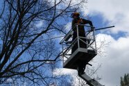 Hubsteiger wird zur Baumpflege eingesetzt