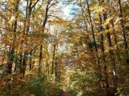 Herbstlicher Mischwald 