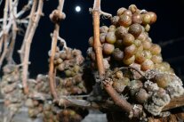 Trauben am Stock und Mond im Hintergrund