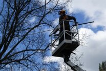 Hubsteiger wird zur Baumpflege eingesetzt